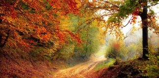 W którym roku poprawiono silniki TSI?