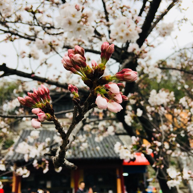 Czy piszczenie hamulców jest niebezpieczne? Czy piszczenie hamulców jest niebezpieczne?