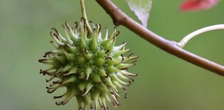 Ile kosztuje wymiana gumy stabilizatora?