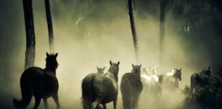 Ile koni ma Lexus ES 300h?