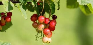 Co oznacza litera Y na oponie?