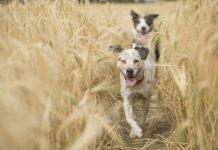 Czy ręczny działa bez płynu hamulcowego? Czy ręczny działa bez płynu hamulcowego?