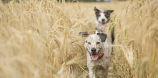 Czy ręczny działa bez płynu hamulcowego?