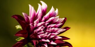 Co to jest XL w oponach?