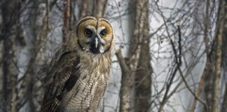 Jak działa hybryda w Fiat 500?