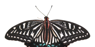 Ile kosztuje usunięcie ogniska rdzy z samochodu?