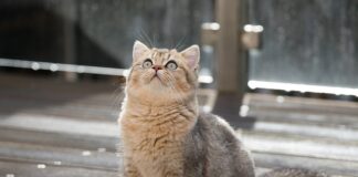 Ile litrów ma bak w Punto?