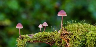 Jakie są rodzaje hamulców tarczowych?